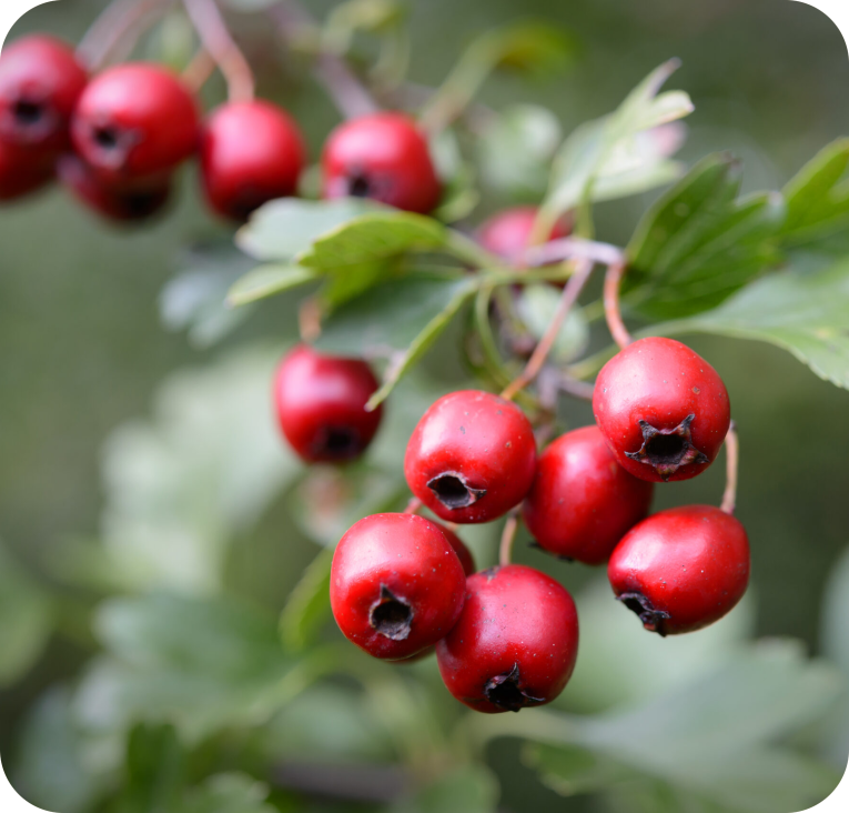 Hawthorn