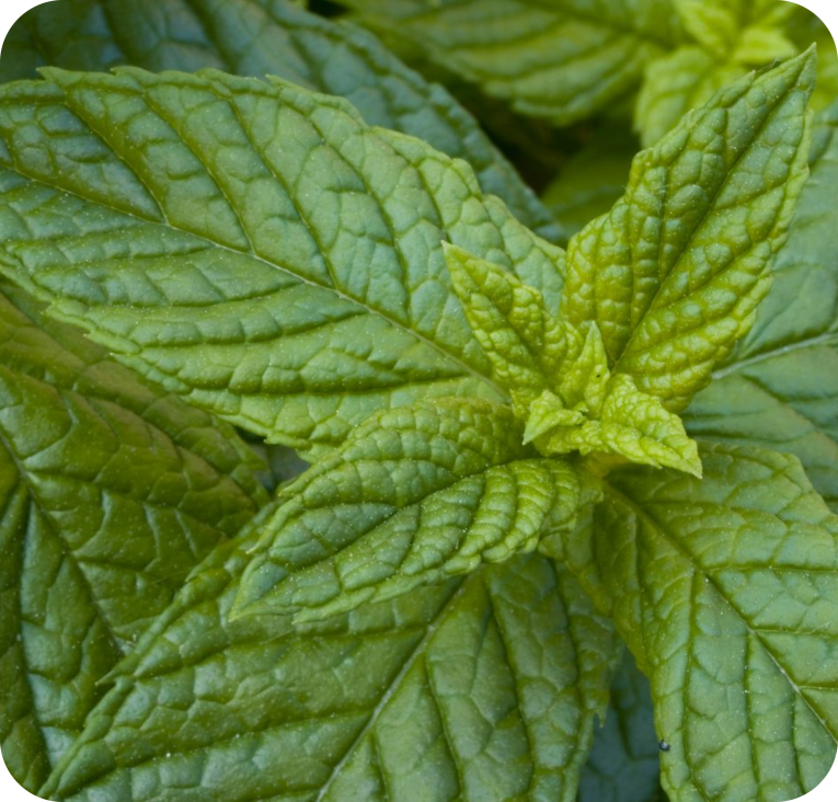Peppermint