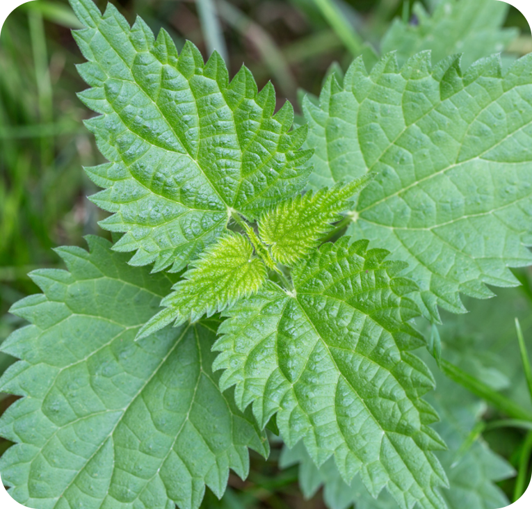 Nettle Leaf