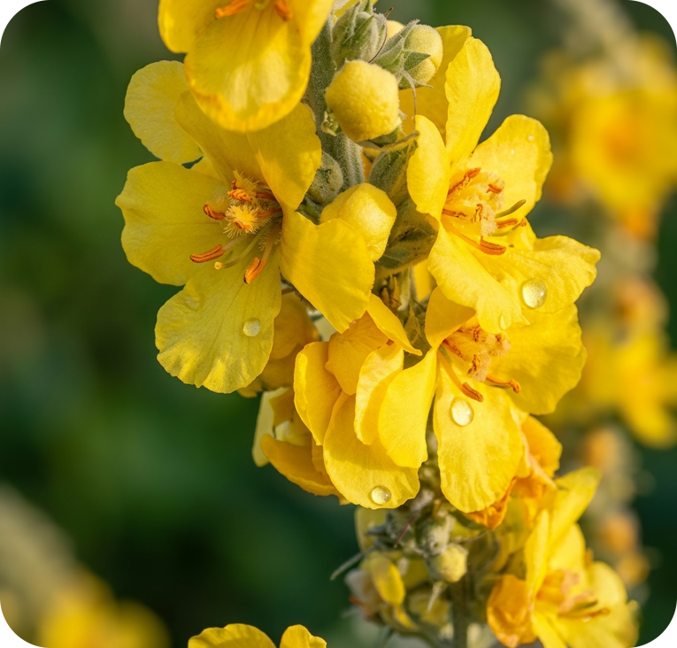 Mullein