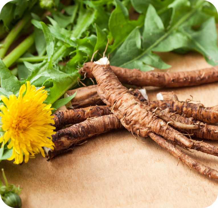 Dandelion Root